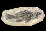 Large, Fossil Fish (Priscacara) - Wyoming #163426-1